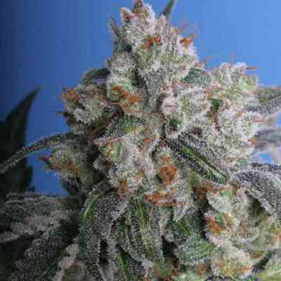 Burmese Kush > T.H. Seeds | Feminisierte Hanfsamen  |  Hybrid